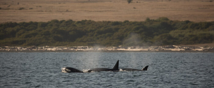 Orcas T34’s and T37’s at the bottom of San Juan Island Orcas T34’s and T37’s at the bottom of San Juan Island