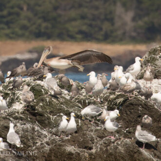 Minke encounter and a rare Brown Pelican