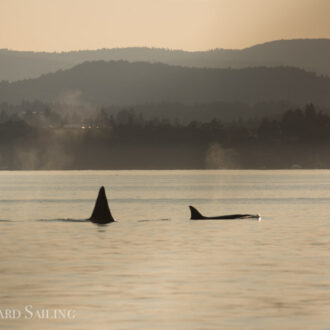 Orcas T18’s plus T60D and T60E by Sidney Island