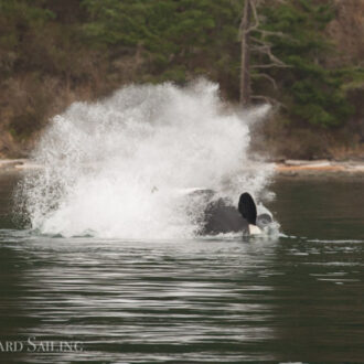 T18’s with T60D & T60E hunting by Flat Point, Lopez Island