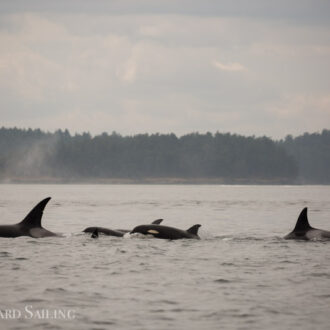 Orcas T18’s socializing with the T37A’s followed by T60D & T60E