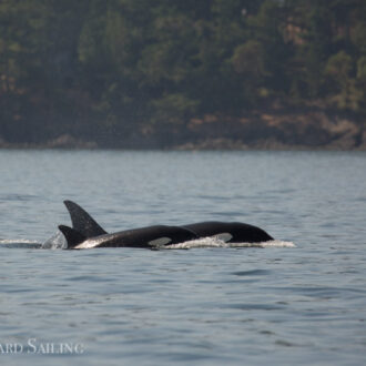 Orcas T60’s with T2B and T59 inter-island