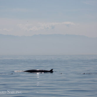 A minke on Salmon Bank and a sail to Castle Rock