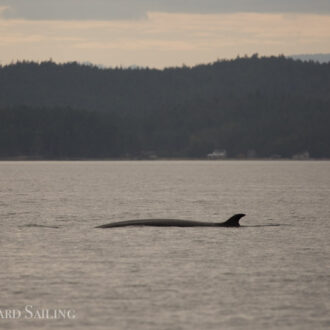 Minke whale by Minke Lake