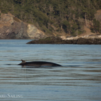 Multiple Minke whales near Salmon Bank
