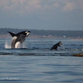 Orcas T18’s hunting by White Rock and a Minke whale by Friday Harbor