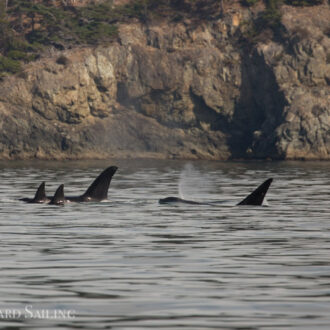 Orcas T18’s near Deception Pass Orcas T18’s near Deception Pass