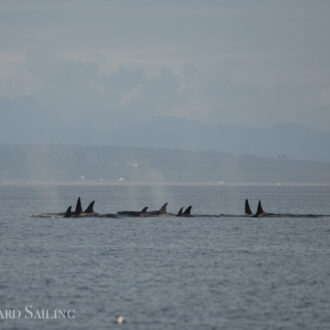 Biggs Orcas T65A’s and T65B’s porpoise away from Resident orcas