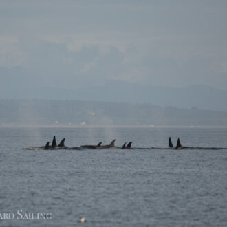 Biggs Orcas T65A’s and T65B’s porpoise away from Resident orcas