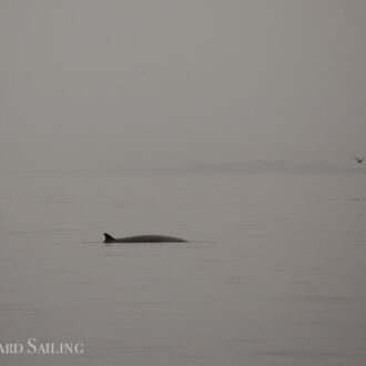 On Salmon Bank with a minke whale