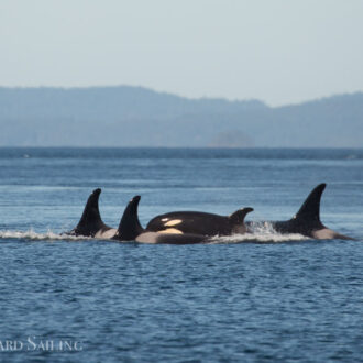 Southern Resident Orcas at Turn Pt and Biggs Orcas T18’s with T65B’s near Yellow Island