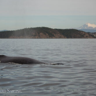 Sailing with Orcas and then Humpbacks
