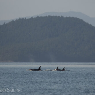 L Pod in Boundary Pass and a Minke whale by Minke Lake