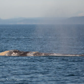 Minkes, a gray whale and orcas!