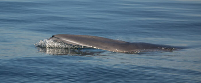Fun sea lion and minke encounters, and Orcas (T18’s) along west side of San Juan Fun sea lion and minke encounters, and Orcas (T18’s) along west side of San Juan