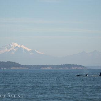 Orcas T34A1, T36’s, T65A5, and T65B’s in Boundary Pass and a visit to Pt Doughty