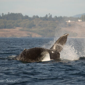 Humpback Whale BCX1068 “Split Fluke” and her new calf