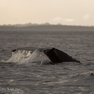 J Pod Orcas and a Humpback named BCY077 “Gibbous”