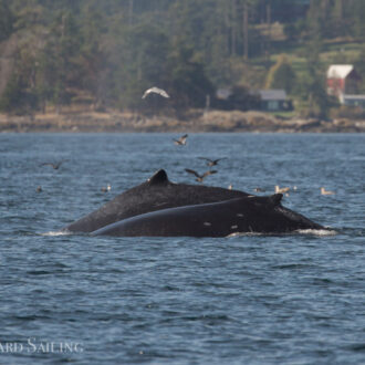 Humpback MMZ0004 “Zephyr” and new calf outside Friday Harbor