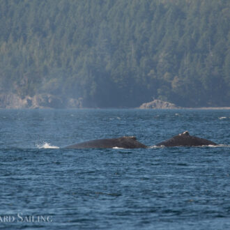 Humpbacks MMY0079 “Scratchy” and MMX0076 “Delta”