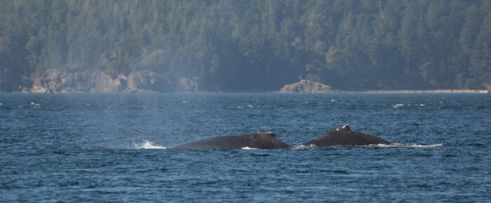 Humpbacks MMY0079 “Scratchy” and MMX0076 “Delta”