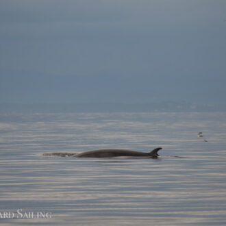 Three minke whales on MacArthur Bank with dark skies and rainbows