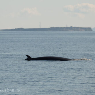 South Lopez and a minke whale on MacArthur Bank