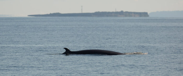 South Lopez and a minke whale on MacArthur Bank