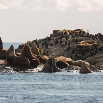 Wildlife search to the south