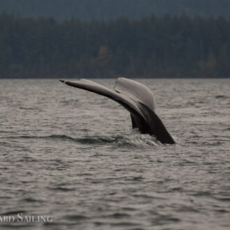 Pair of humpbacks BCY0458 Raptor and MMX0007 Bond(?)