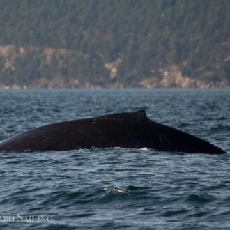 Humpback “Europa” with new calf