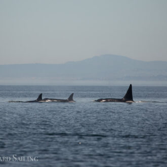 Orcas T18’s with a minke on Salmon Bank