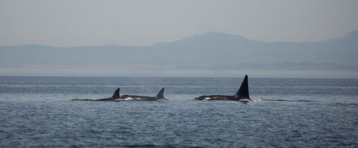 Orcas T18’s with a minke on Salmon Bank Orcas T18’s with a minke on Salmon Bank
