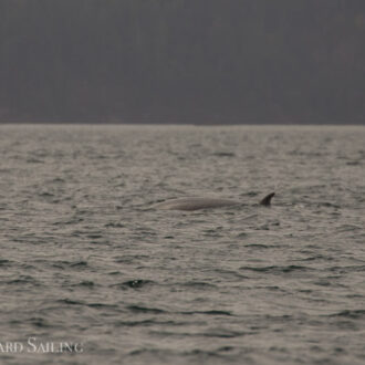 A minke whale between Flattop and White Rock