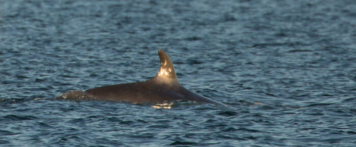 Minke whale passing by Friday Harbor Minke whale passing by Friday Harbor