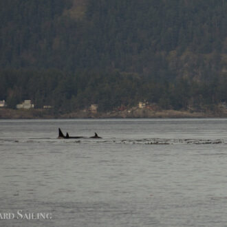 Rarely seen Orcas T167’s by Stuart Island & humpbacks outside Friday Harbor