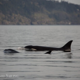 T34’s and T37’s Biggs Orcas North up Swanson Channel