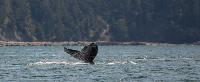 Humpback “Valiant” passes Friday Harbor Humpback “Valiant” passes Friday Harbor