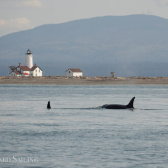 A sail to Dungeness to see Biggs Orcas T36’s