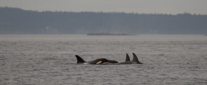Orcas T65B’s and T75B’s near South Lopez Orcas T65B’s and T75B’s near South Lopez