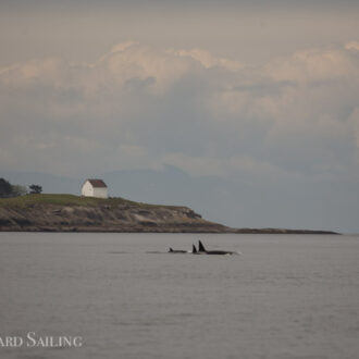 Biggs orcas T34’s, T37’s, T75B’s & T49A1 plus Humpback BCY0324 with new calf