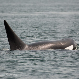 A special memorial sail including Orcas T87 & T124C