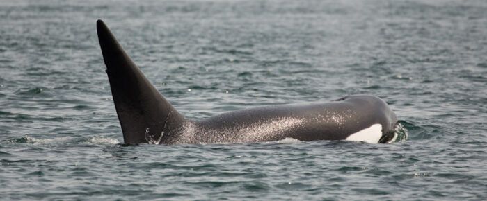 A special memorial sail including Orcas T87 & T124C A special memorial sail including Orcas T87 & T124C