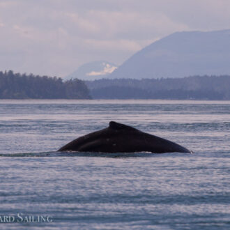 Humpback whale BCX1773 “Valiant” and friend