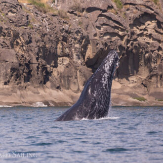 Humpbacks BCY0324 Big Mama and calf by Saturna Island