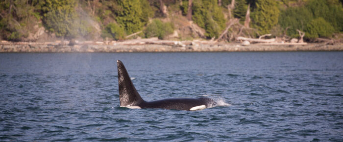 Finding Biggs orca T49A1 in Rosario and T137’s outside Friday Harbor Finding Biggs orca T49A1 in Rosario and T137’s outside Friday Harbor