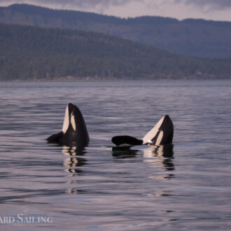 Humpbacks Lucky & Divot followed by J Pod orcas