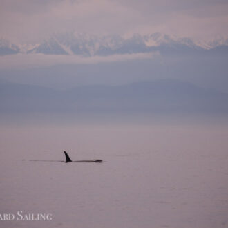 Sailing south with distant views of J pod