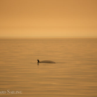 Minke Whale on MacArthur Bank with smokey haze