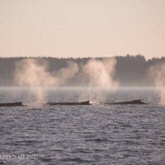 Humpbacks BCX0854 Europa, BCY0458 Raptor, BCX1702 Uluka, and BCY0267 Wilkinson outside Friday Harbor